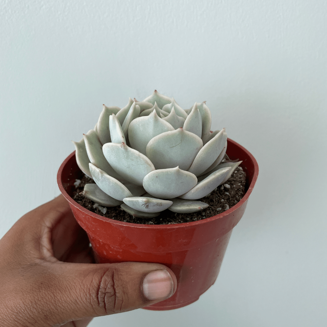 Echeveria Lola