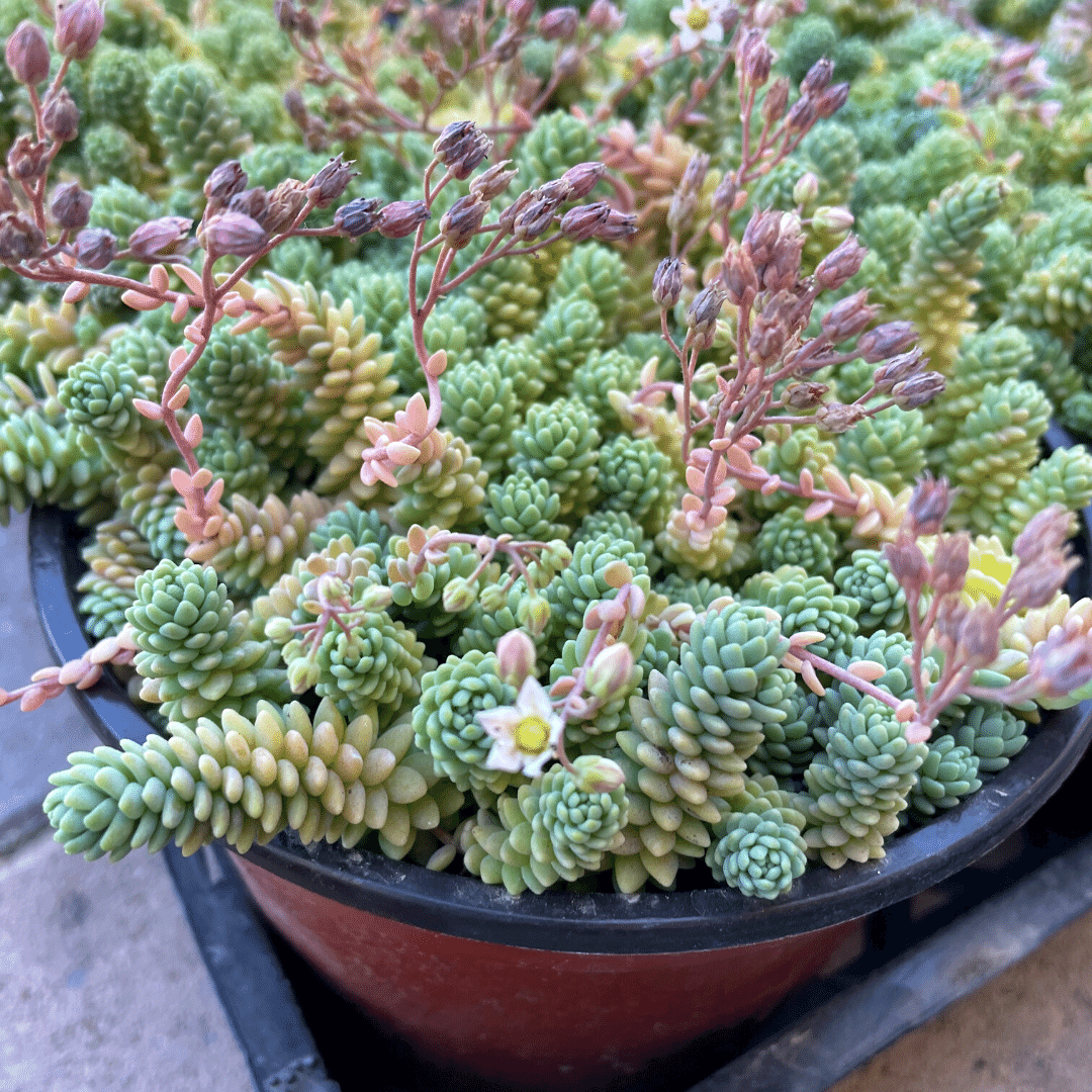 sedum major succulent Sedum Dasyphyllym Major