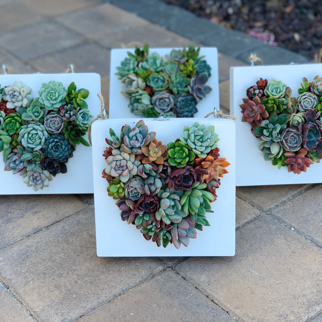 DIY Hanging Cigar Box Heart Succulent Arrangement