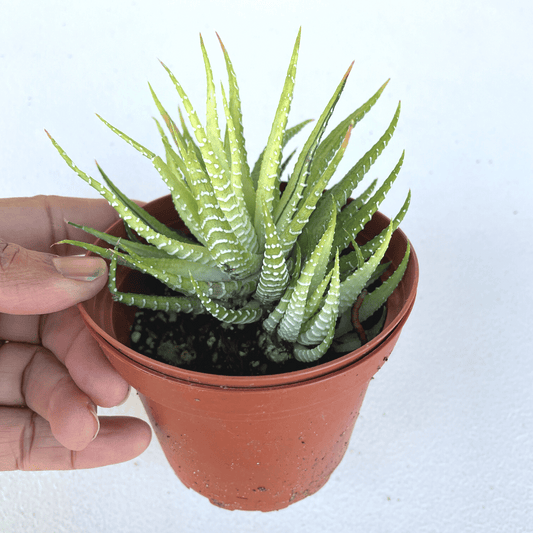 Rare Variegated Zebra Haworthia
