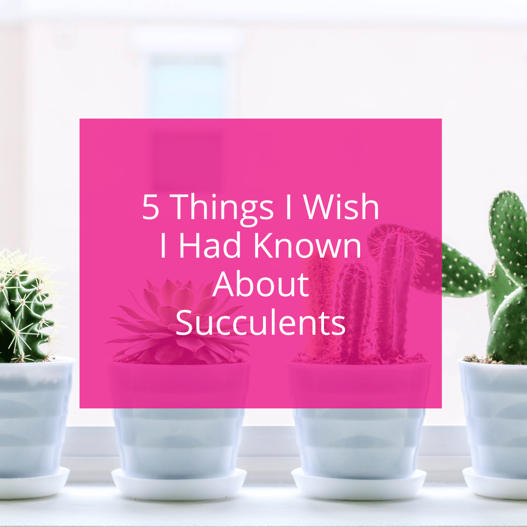 5 Things I Wish I Had Known About Succulents