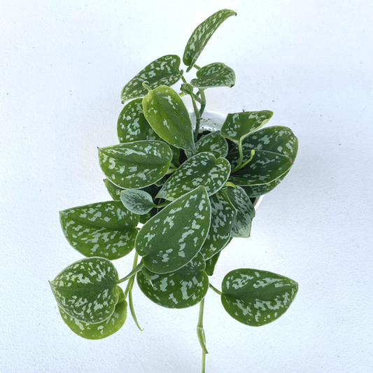 Satin Pothos