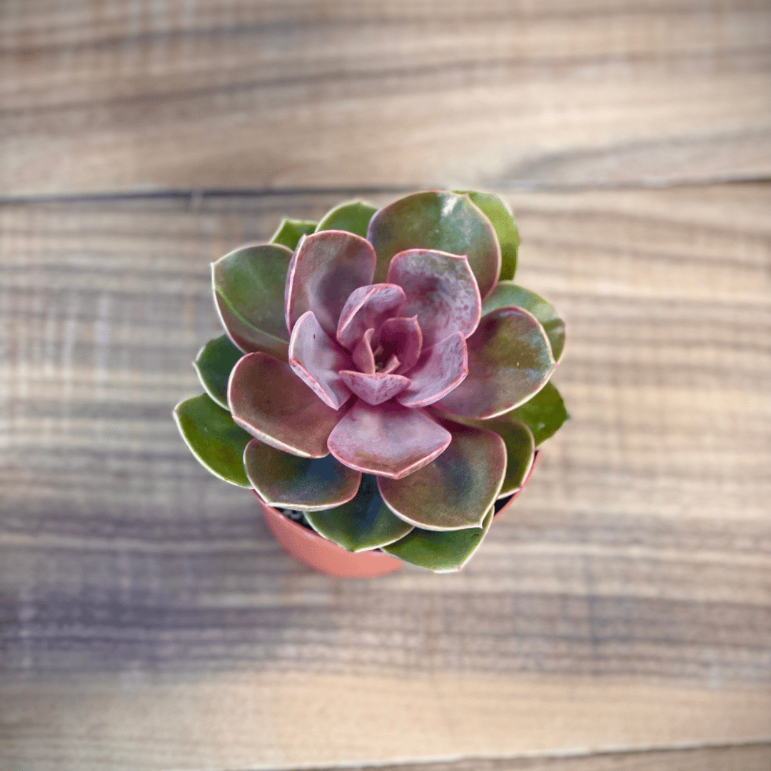 Echeveria Perle von Nurnberg