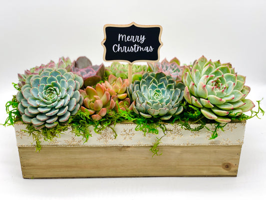 Succulent Christmas Arrangements