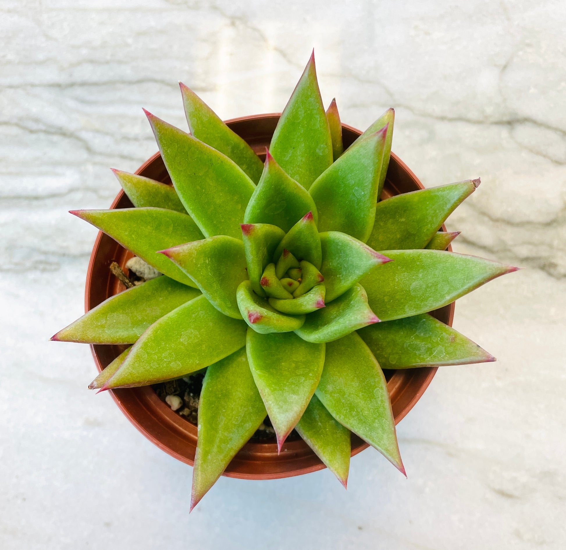 lipstick succulent plant Echeveria Agavoides Lipstick Succulent – Just Succ It