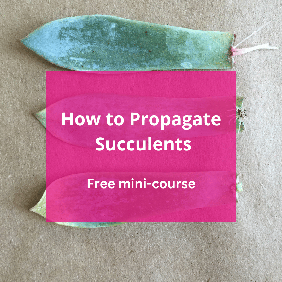 How to Propagate Succulents - Free mini course