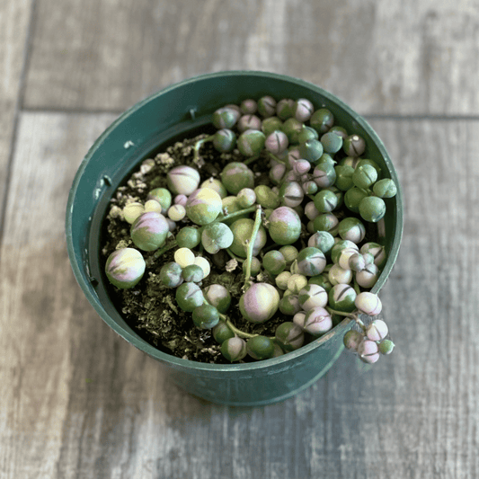 Rare Variegated String of Pearls