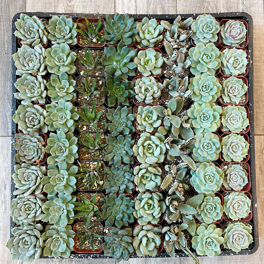 Wedding and Event Bulk Succulents