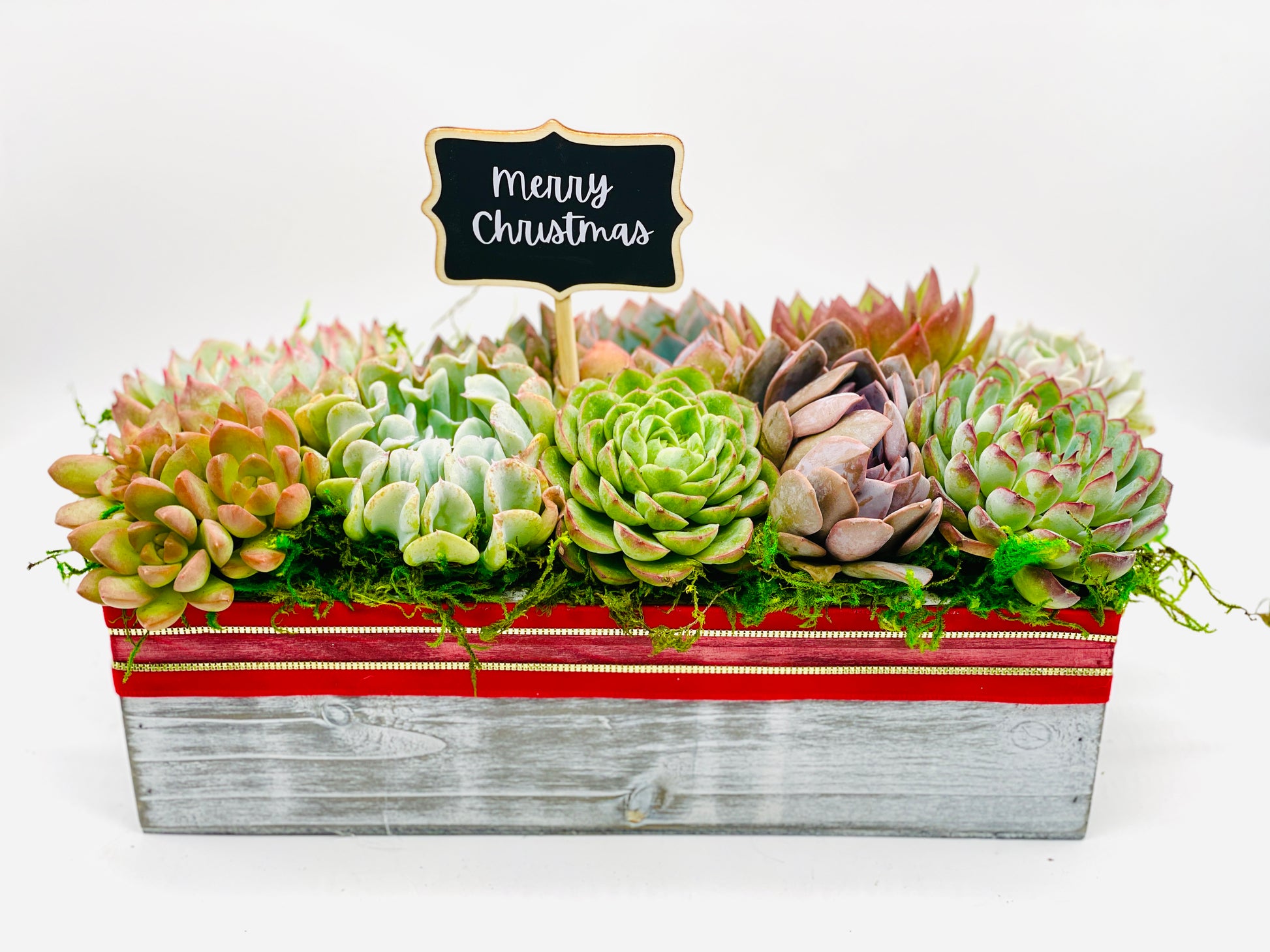 christmas succulent Succulent Christmas Arrangements – Just Succ It