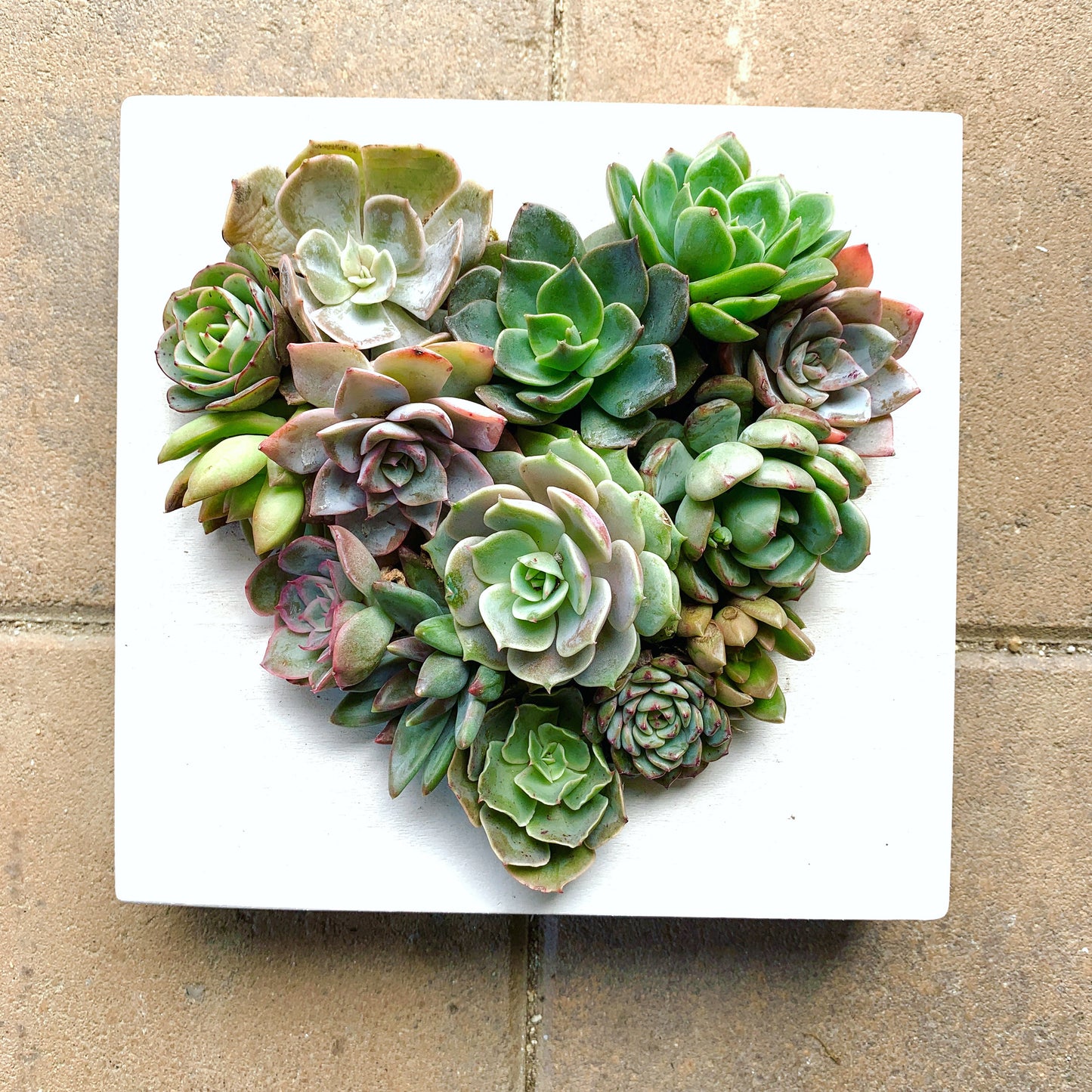 DIY Hanging Cigar Box Heart Succulent Arrangement