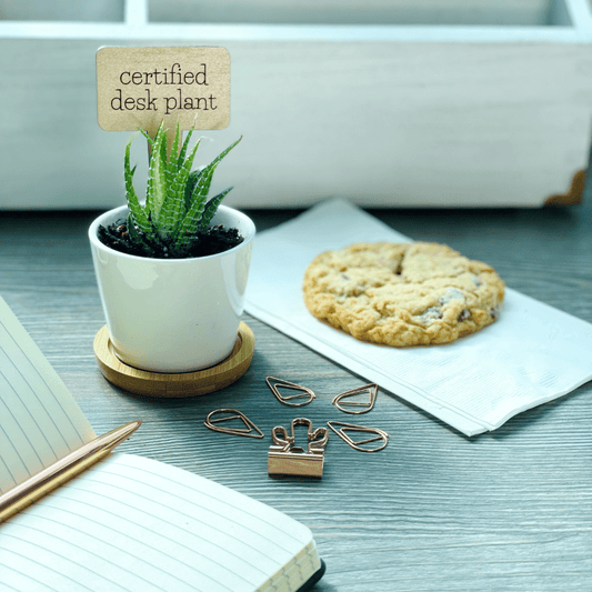 The Perfect Desk Plant Gift Set