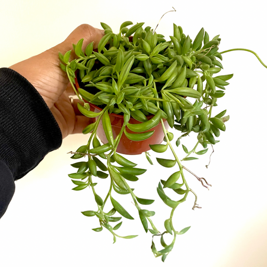 String of Bananas- Senecio Radicans