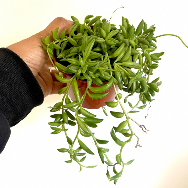 bunch of bananas succulent Senecio String of Bananas