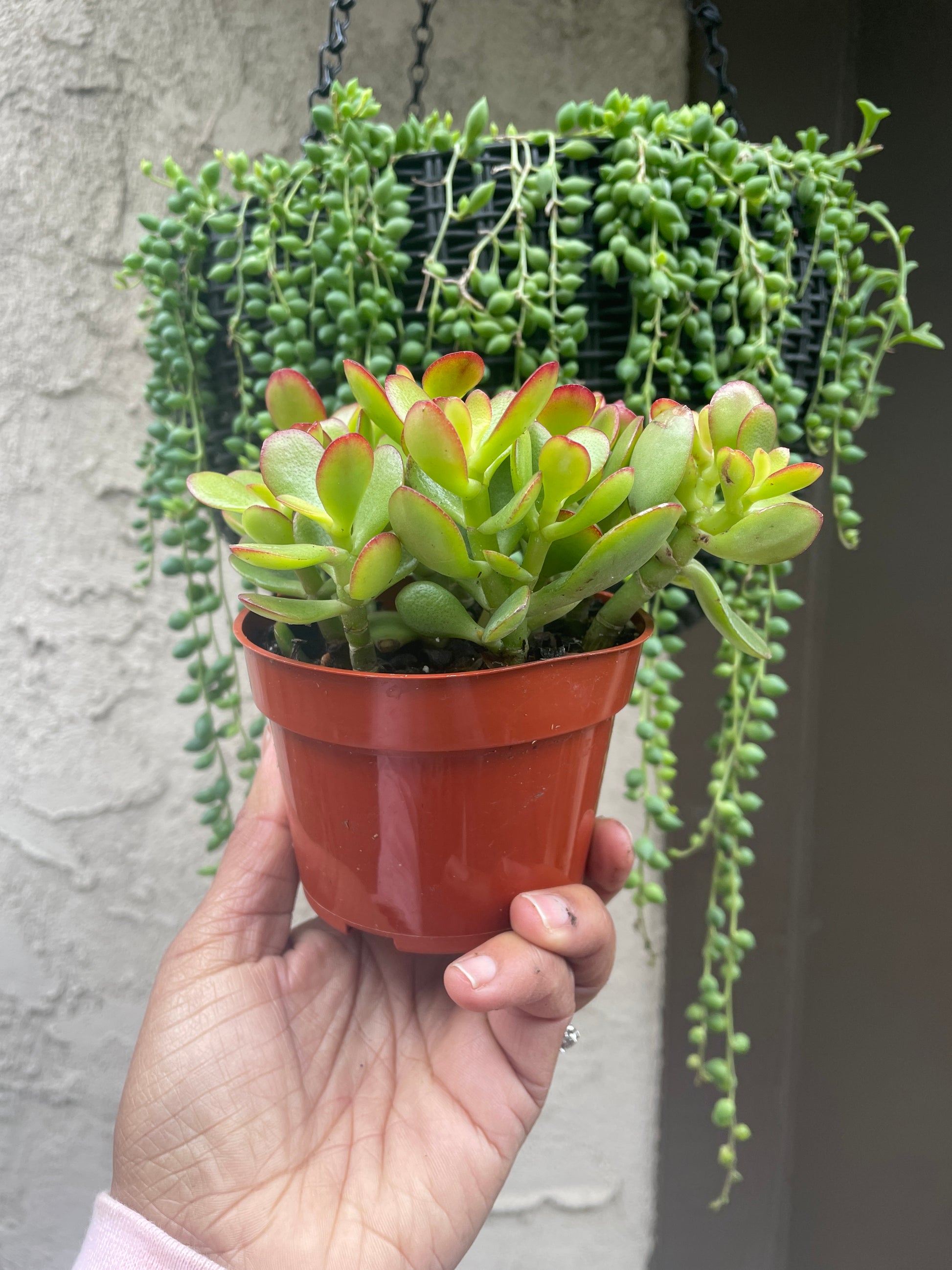 jade crosby plant Crassula