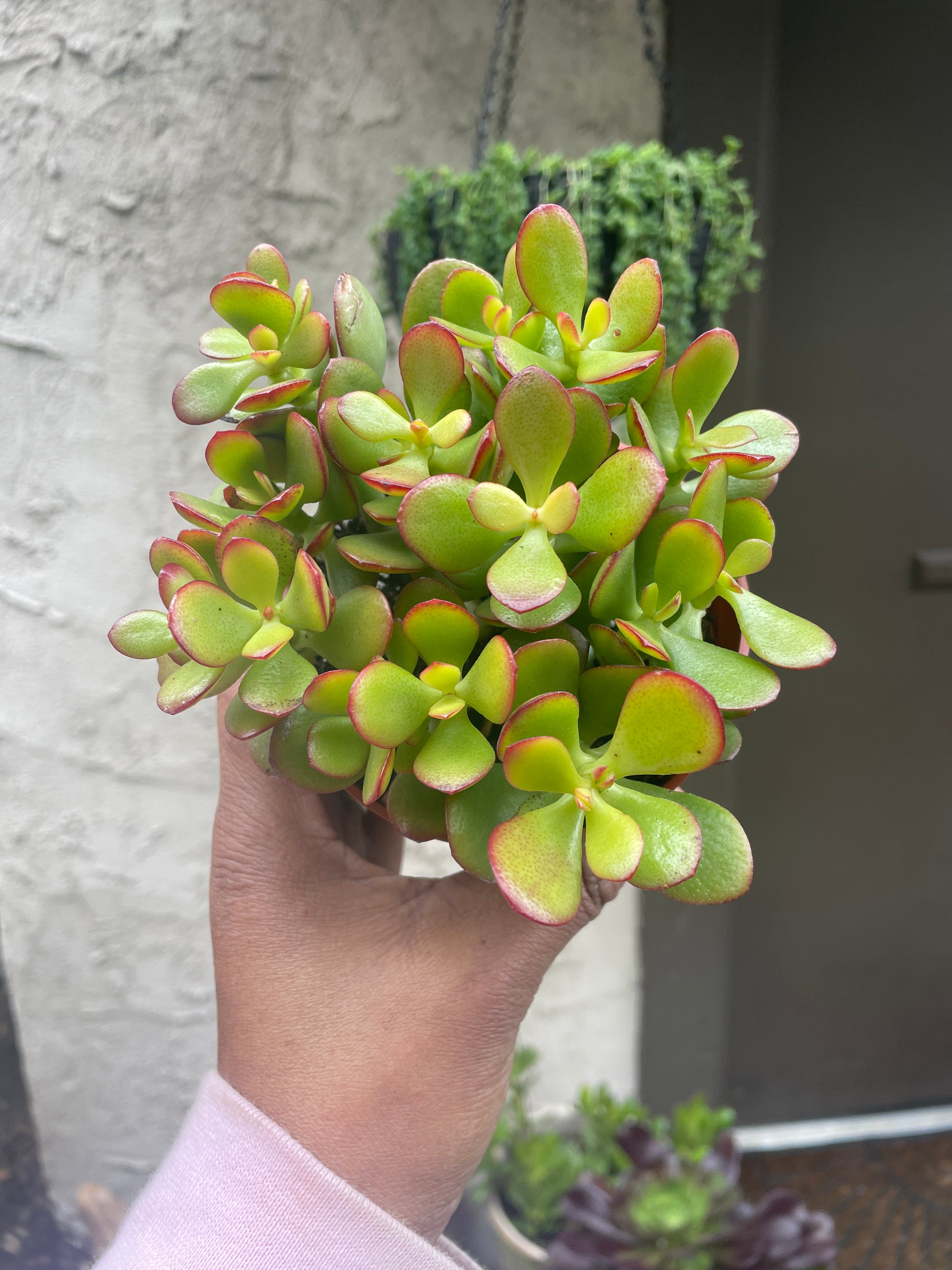 jade crosby plant Crassula