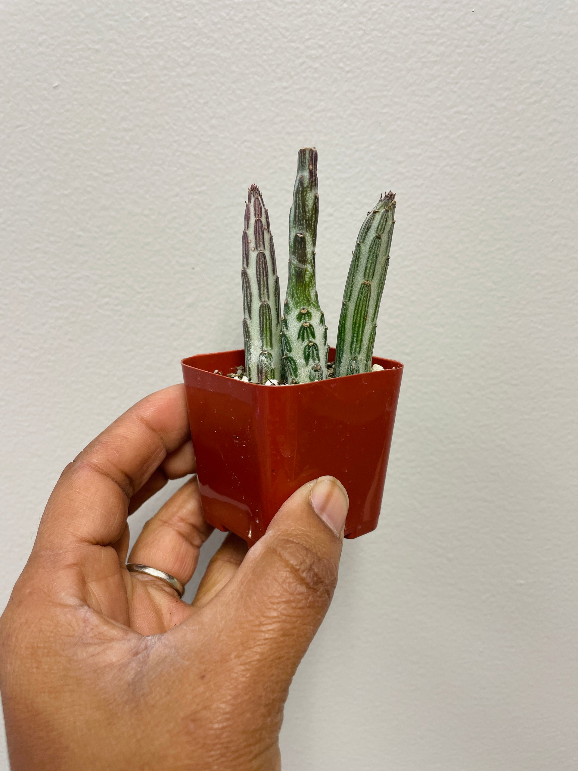 pickle plant succulent kleinia stapeliiformis PICKLE PLANT KLEINIA STAPELIIFORMIS – Just Succ It