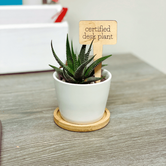 Plant stakes (succulent not included)