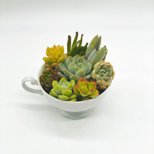 DIY Succulent Teacup Arrangement